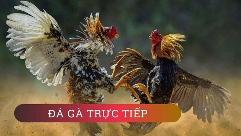 Đá Gà trực tiếp 888B - Xem Bản Live “Cực Nét” Tại 888B 2 Đá gà trực tiếp 888B chỉ áp dụng cho hình thức cựa sắt